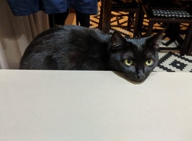 19 Pets Ingeniously Evade the No-Furniture Rule with Clever Loopholes