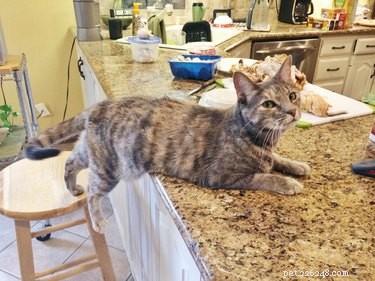 19 Pets Ingeniously Evade the No-Furniture Rule with Clever Loopholes