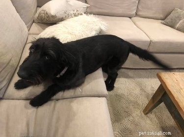 19 Pets Ingeniously Evade the No-Furniture Rule with Clever Loopholes