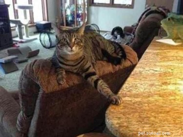19 Pets Ingeniously Evade the No-Furniture Rule with Clever Loopholes
