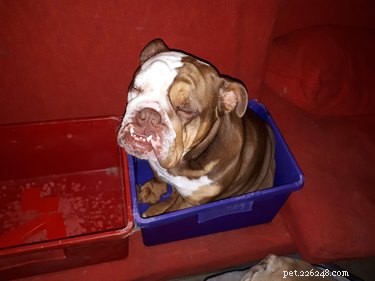 19 Pets Ingeniously Evade the No-Furniture Rule with Clever Loopholes