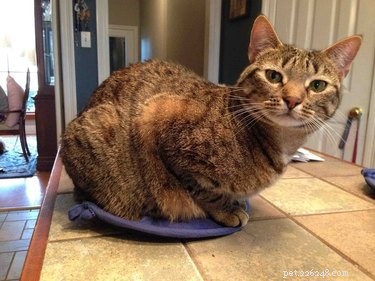 19 Pets Ingeniously Evade the No-Furniture Rule with Clever Loopholes