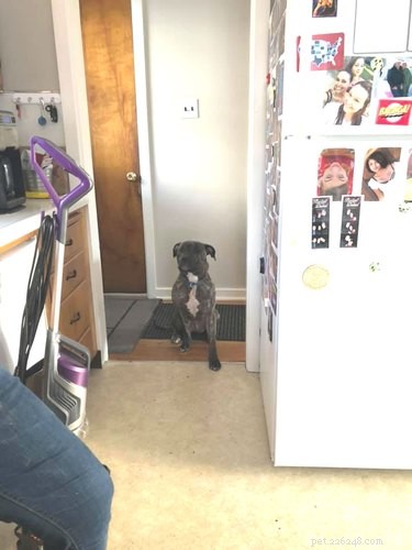 19 Pets Ingeniously Evade the No-Furniture Rule with Clever Loopholes