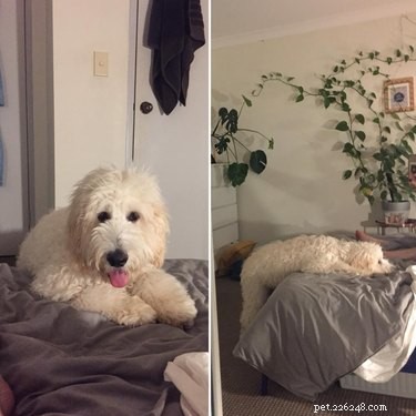 19 Pets Ingeniously Evade the No-Furniture Rule with Clever Loopholes