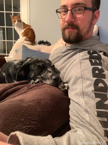 19 Pets Ingeniously Evade the No-Furniture Rule with Clever Loopholes
