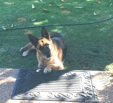 19 Pets Ingeniously Evade the No-Furniture Rule with Clever Loopholes