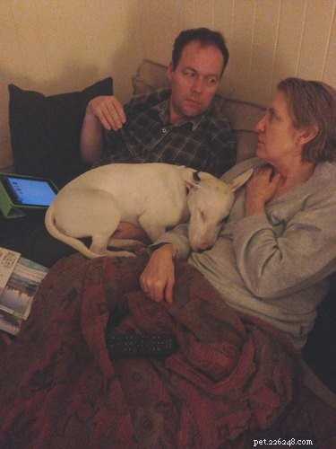 19 Pets Ingeniously Evade the No-Furniture Rule with Clever Loopholes