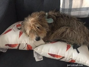 19 Pets Ingeniously Evade the No-Furniture Rule with Clever Loopholes
