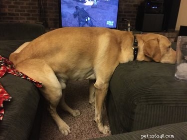 19 Pets Ingeniously Evade the No-Furniture Rule with Clever Loopholes