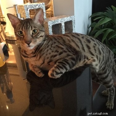 19 Pets Ingeniously Evade the No-Furniture Rule with Clever Loopholes