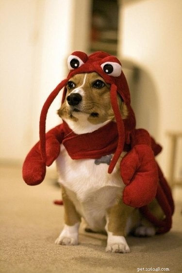 18 Adorable and Spooky Pets for Halloween: Costumes, Treats, and Fun Ideas