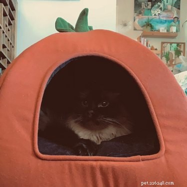 18 Adorable and Spooky Pets for Halloween: Costumes, Treats, and Fun Ideas