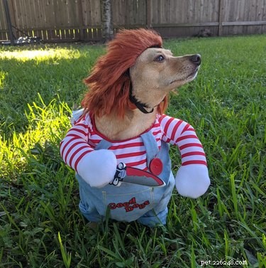 18 Adorable and Spooky Pets for Halloween: Costumes, Treats, and Fun Ideas