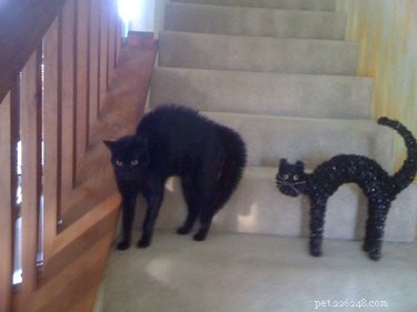 18 Adorable and Spooky Pets for Halloween: Costumes, Treats, and Fun Ideas