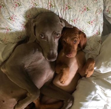 18 Adorable and Spooky Pets for Halloween: Costumes, Treats, and Fun Ideas