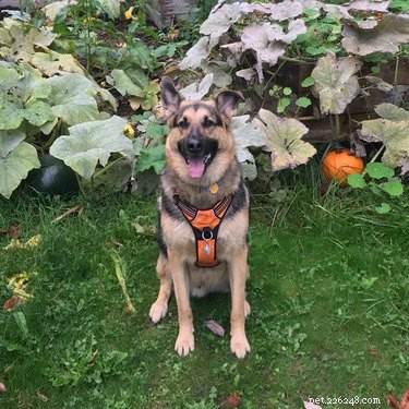 18 Adorable and Spooky Pets for Halloween: Costumes, Treats, and Fun Ideas