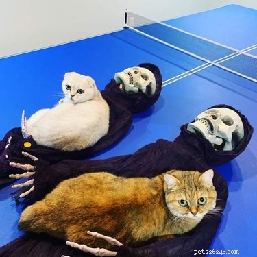 18 Adorable and Spooky Pets for Halloween: Costumes, Treats, and Fun Ideas