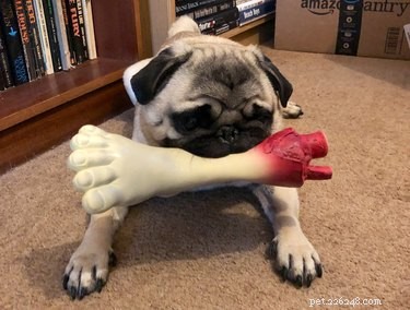 18 Adorable and Spooky Pets for Halloween: Costumes, Treats, and Fun Ideas