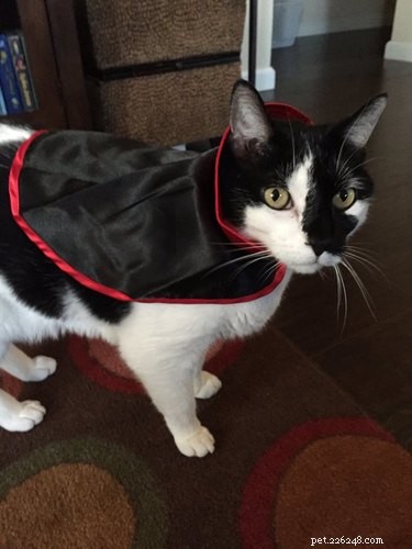 18 Adorable and Spooky Pets for Halloween: Costumes, Treats, and Fun Ideas