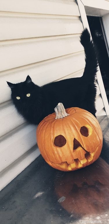 18 Adorable and Spooky Pets for Halloween: Costumes, Treats, and Fun Ideas