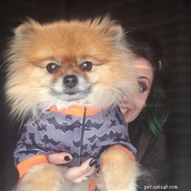 18 Adorable and Spooky Pets for Halloween: Costumes, Treats, and Fun Ideas