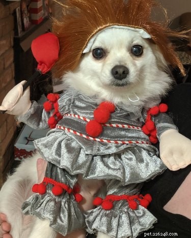 18 Adorable and Spooky Pets for Halloween: Costumes, Treats, and Fun Ideas