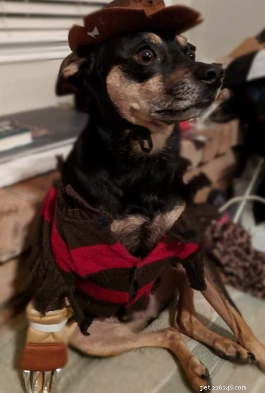 18 Adorable and Spooky Pets for Halloween: Costumes, Treats, and Fun Ideas