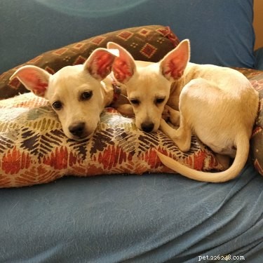 18 Adorable Pets That Will Melt Your Heart