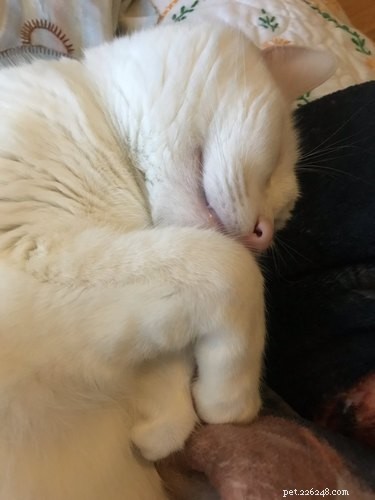 18 Adorable Pets That Will Melt Your Heart