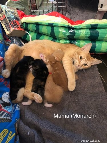 18 Adorable Pets That Will Melt Your Heart