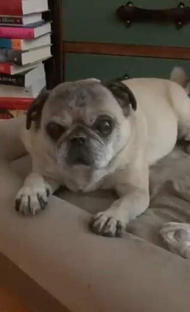 18 Adorable Pets That Will Melt Your Heart