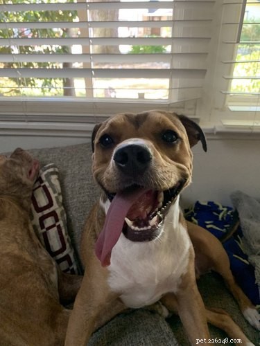 18 Adorable Pets That Will Melt Your Heart