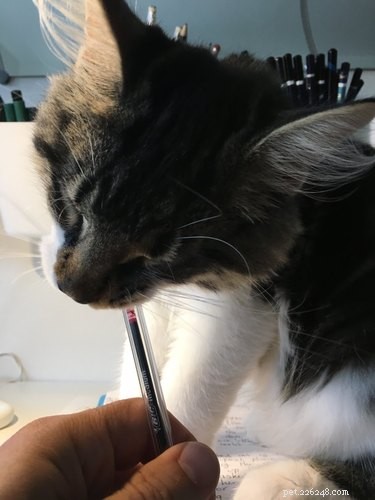 18 Adorable Pets That Will Melt Your Heart