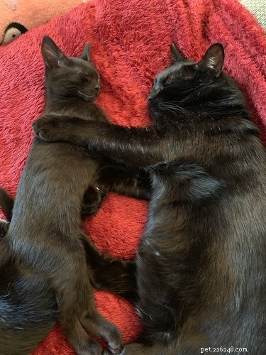 18 Adorable Pets That Will Melt Your Heart