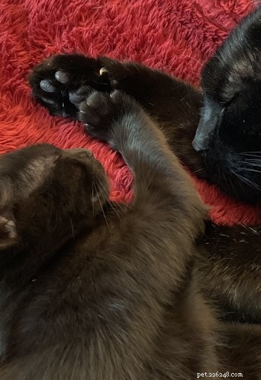 18 Adorable Pets That Will Melt Your Heart