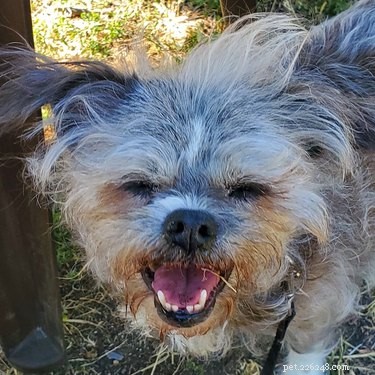 18 Adorable Pets That Will Melt Your Heart