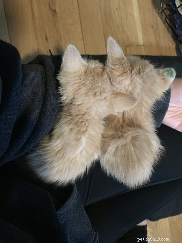 18 Adorable Pets That Will Melt Your Heart