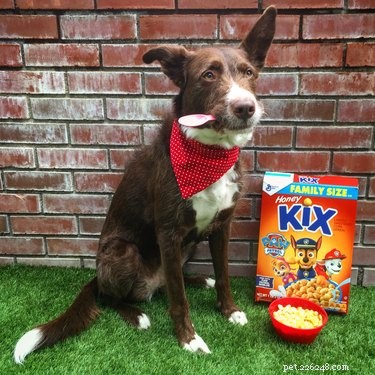 17 Adorable Pets Who Crave Your Breakfast Cereal