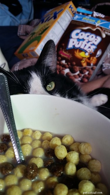 17 Adorable Pets Who Crave Your Breakfast Cereal