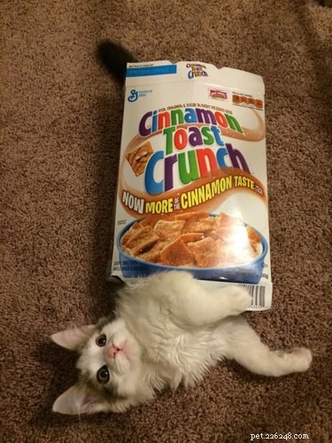 17 Adorable Pets Who Crave Your Breakfast Cereal