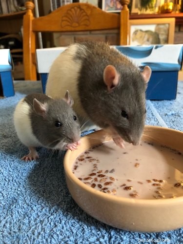 17 Adorable Pets Who Crave Your Breakfast Cereal