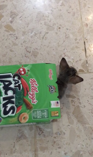 17 Adorable Pets Who Crave Your Breakfast Cereal