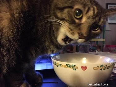 17 Adorable Pets Who Crave Your Breakfast Cereal