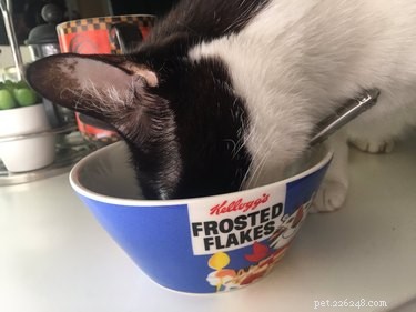 17 Adorable Pets Who Crave Your Breakfast Cereal