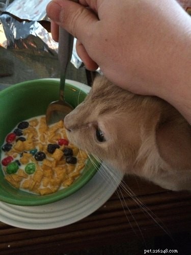 17 Adorable Pets Who Crave Your Breakfast Cereal
