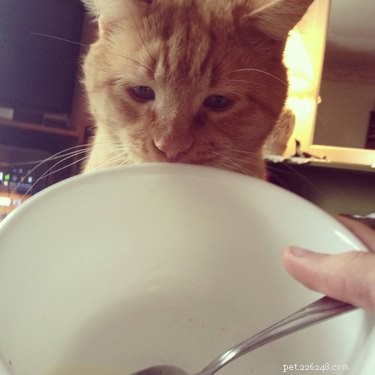 17 Adorable Pets Who Crave Your Breakfast Cereal