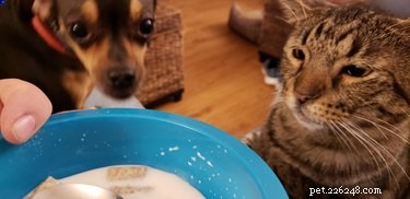 17 Adorable Pets Who Crave Your Breakfast Cereal