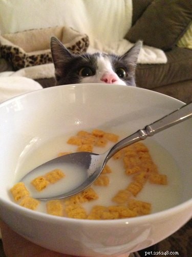 17 Adorable Pets Who Crave Your Breakfast Cereal