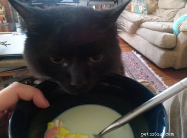 17 Adorable Pets Who Crave Your Breakfast Cereal