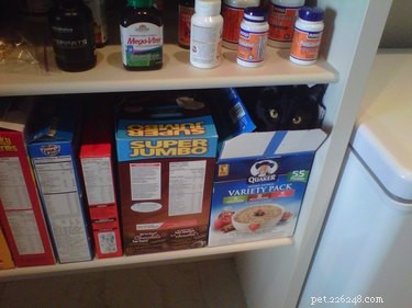 17 Adorable Pets Who Crave Your Breakfast Cereal